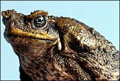 A poisonous cane toad