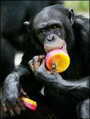 A chimpanzee enjoys frozen fruit treats