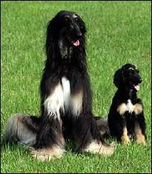 South Korea\'s first cloned dog, "Snuppy"(R) is seen with his 'father' an Afghan hound