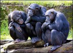 Three female chimpanzees