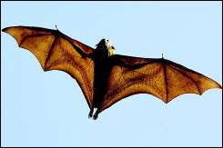 Bat in flight.