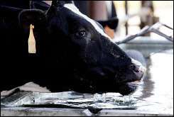 A dairy cow drinks water from a trough