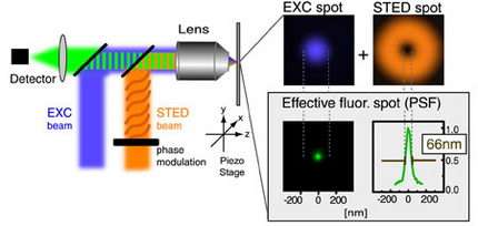 High-Resolution Light Microscope Reveals the Fundamental Mechanisms of Nerve Communication