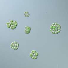 Algae Provide New Clues to Cancer