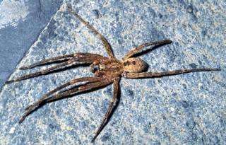 Zoropsis spinimana spider