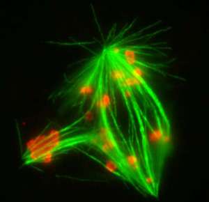 New insight into cell division