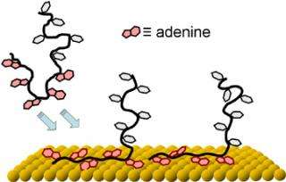 Adenine ‘Tails’ Make Tailored Anchors for DNA