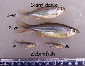 A Giant Among Minnows: Giant Danio Can Keep Growing