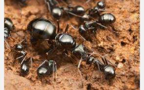 Ancient Ants Arose 140-168 Million Years Ago