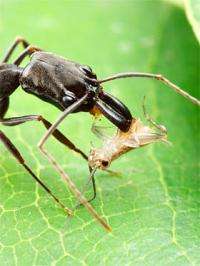Ant jaws break speed record, propel insects into air