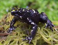 Colombian frog believed extinct found alive