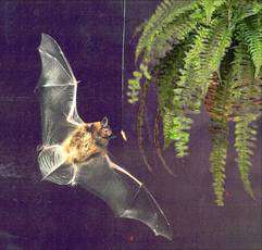 A bat locates an insect tethered near a plant