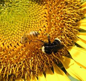 Wild bees make honey bees better pollinators