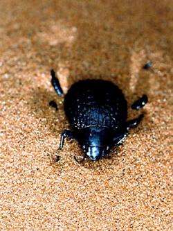 The Namib Desert beetle. Photo courtesy: Andrew Parker