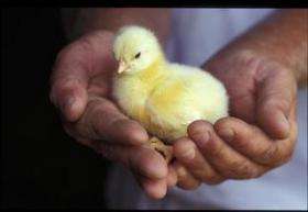 Scientists Develop SARS Vaccine with Common Poultry Virus