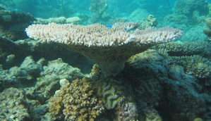 Coral reefs are increasingly vulnerable to angry oceans