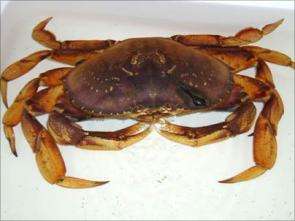 Crab nabbed; circumstances fishy