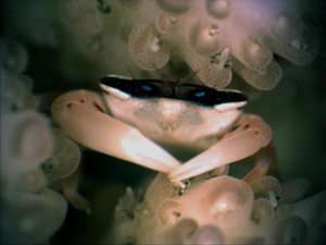 Tiny trapeziid crab helps prevent coral death