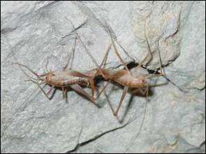 Researchers chirping over discovery of new cricket genus