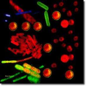 Fluorescence micrographs of cyanobacteria