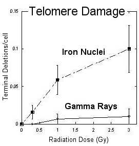 Iron nuclei are especially damaging to telomeres.