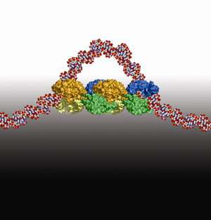 Stretch a DNA Loop, Turn Off Proteins