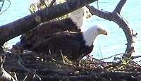 Celebrate July 4th with Bald Eaglets – Live on the Web!