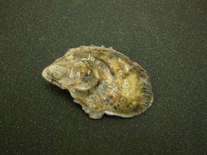Rising Ocean Temperatures, Pollution Have Oysters in Hot Water