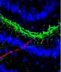 Electrical Activity Alters Language Used By Nerve Cells
