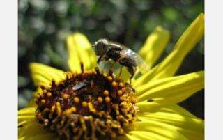 Flies feed on nectar and visit many flowers for food, playing an important role in flower pollination