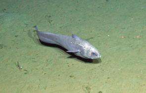 New research reveals deep-sea fish population boom