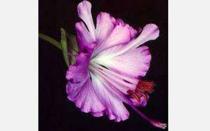 Brewer's clarkia flowers produce and emit more than 10 different volatiles