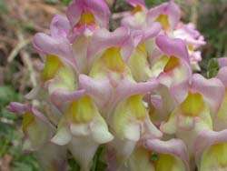 Snapdragons take the evolutionary high-road