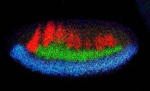 Mechanism to Organize Nervous System Conserved in Evolution