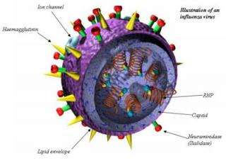 FSU's Magnet Lab Researchers Deciphering Flu Virus