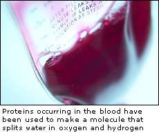 Genetically engineered blood protein can be used to split water into oxygen and hydrogen