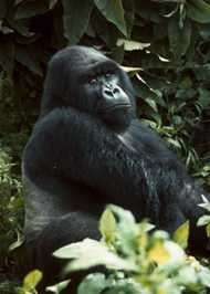 Gorilla. Photo courtsey Roger Birkel, The Baltimore Zoo.
