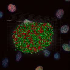 High Resolution 4Pi Microscopy Reaches the Nucleus