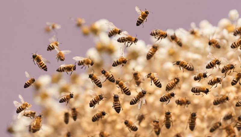 Honeybee genome to enable genetic study of social behaviour