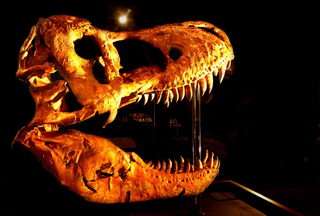 Museum unveils world's largest T-rex skull
