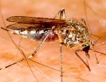 Mosquitoes and West Nile virus are still a threat in Montana
