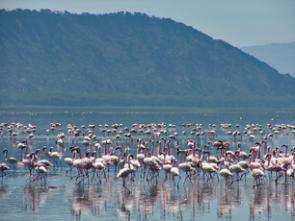 Lesser Flamingos Find Refuge at Kenyan Lake