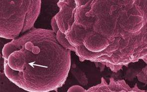 'Killer' B cells provide new link in the evolution of immunity