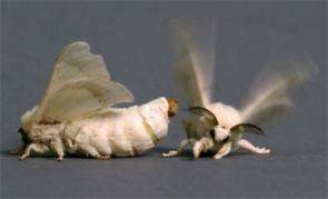 Mate-Seeking Fruit Flies Fooled by Silkworm Scent