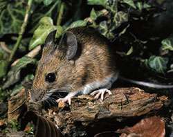 Mice have biological clock for smell