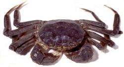 Chinese mitten crab