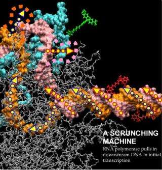 Nanotech tools yield DNA transcription breakthrough