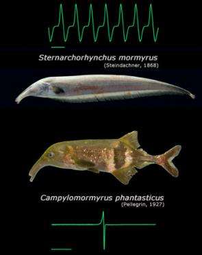 Convergent evolution of molecules in electric fish