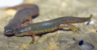 Newts which Regrow their Hearts