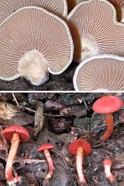 Fungi studied by researchers in Duke Forest.